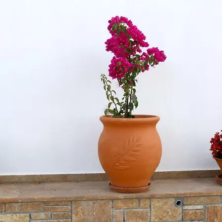 S&s Pura Vida * Paliouri