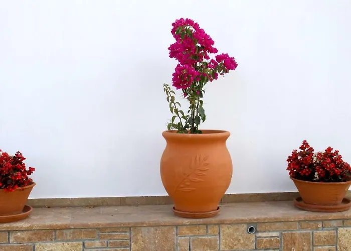 S&s Pura Vida * Paliouri